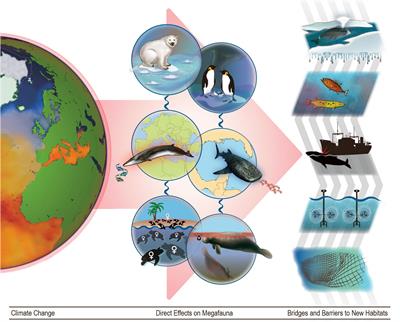 Frontiers | Climate Change Will Re-draw the Map for Marine Megafauna